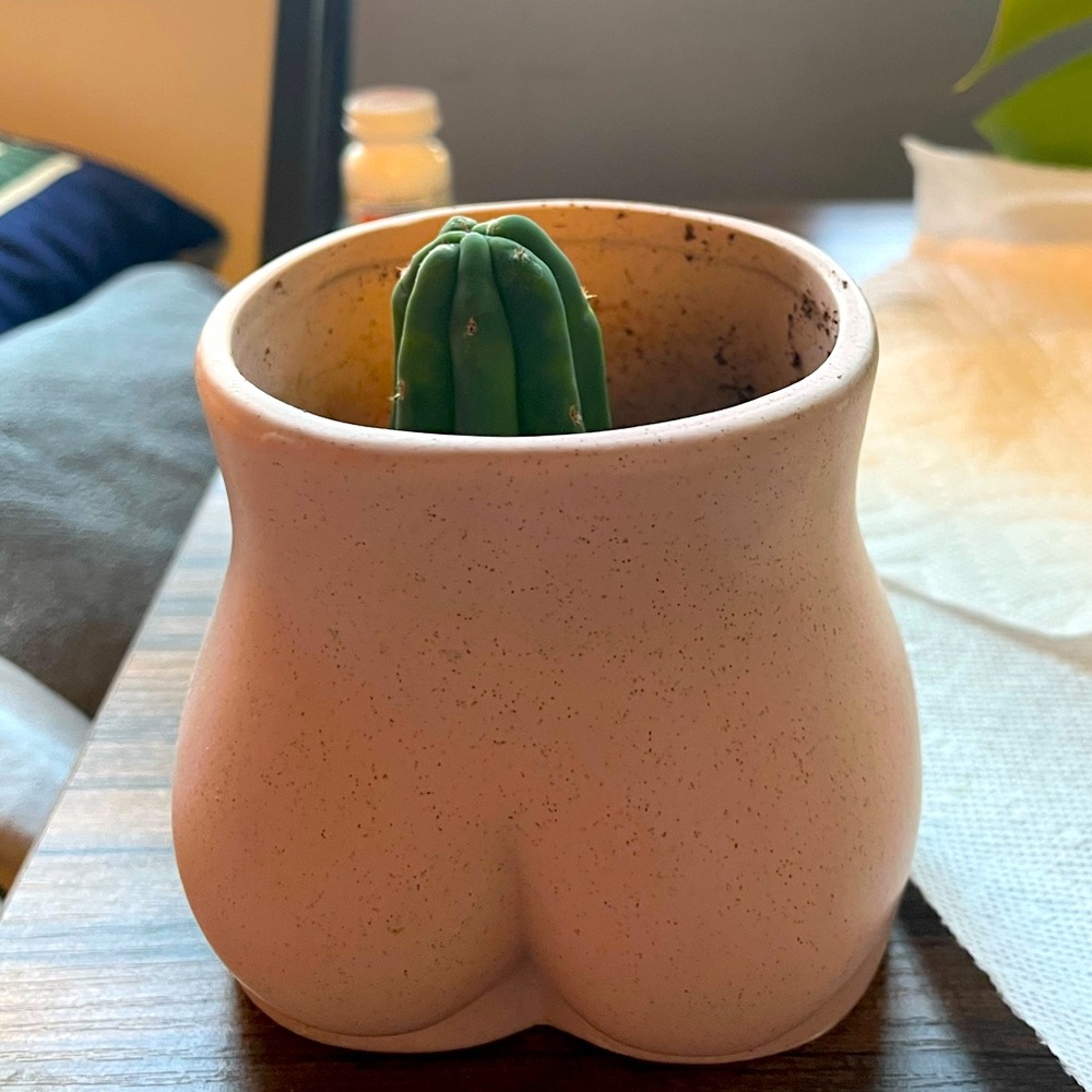 4 San Pedro cacti
